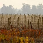 vina-concaytoro-perras